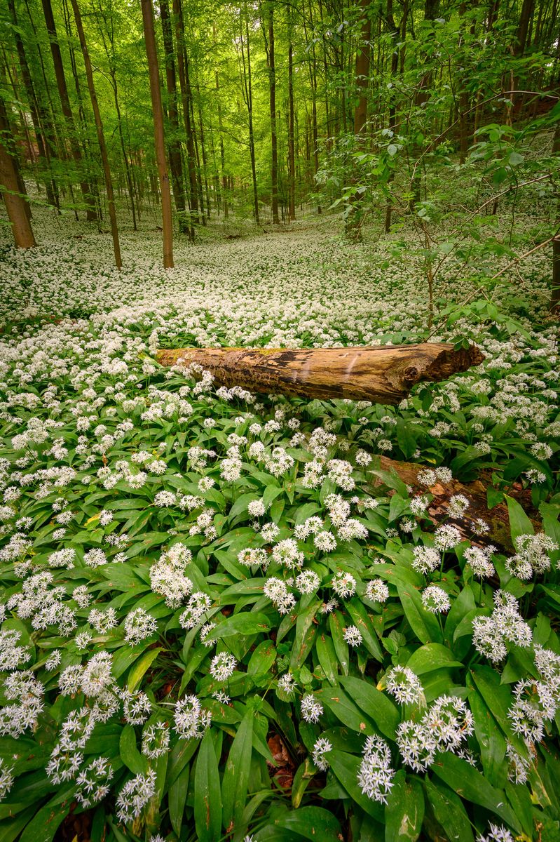 WaldBaerlauch_PZ68390_For.jpg