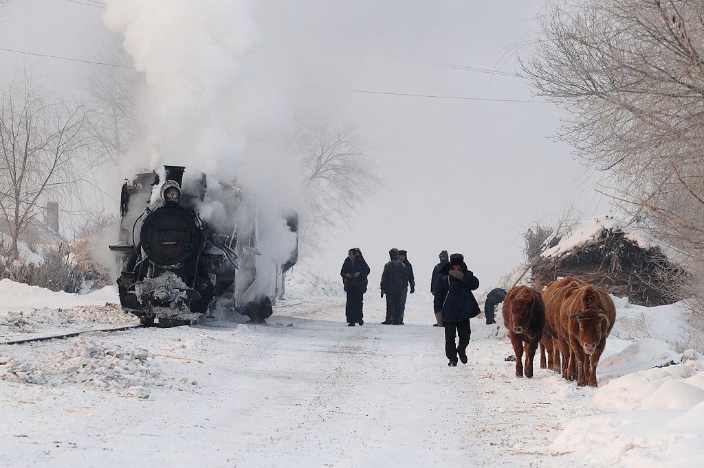 Waldbahn Huanan,
während der "Schaufelzug" mit Arbeitern zum Freischaufeln der Strecke einen Halt macht, werden die Kühe auf das Feld getrieben.