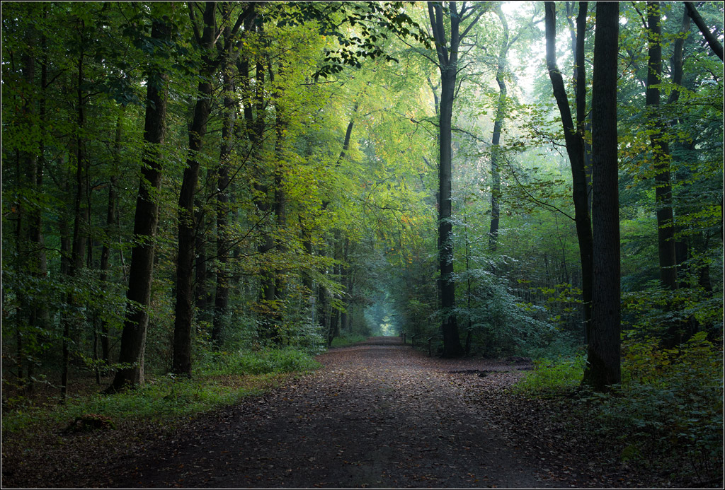 waldbild3
