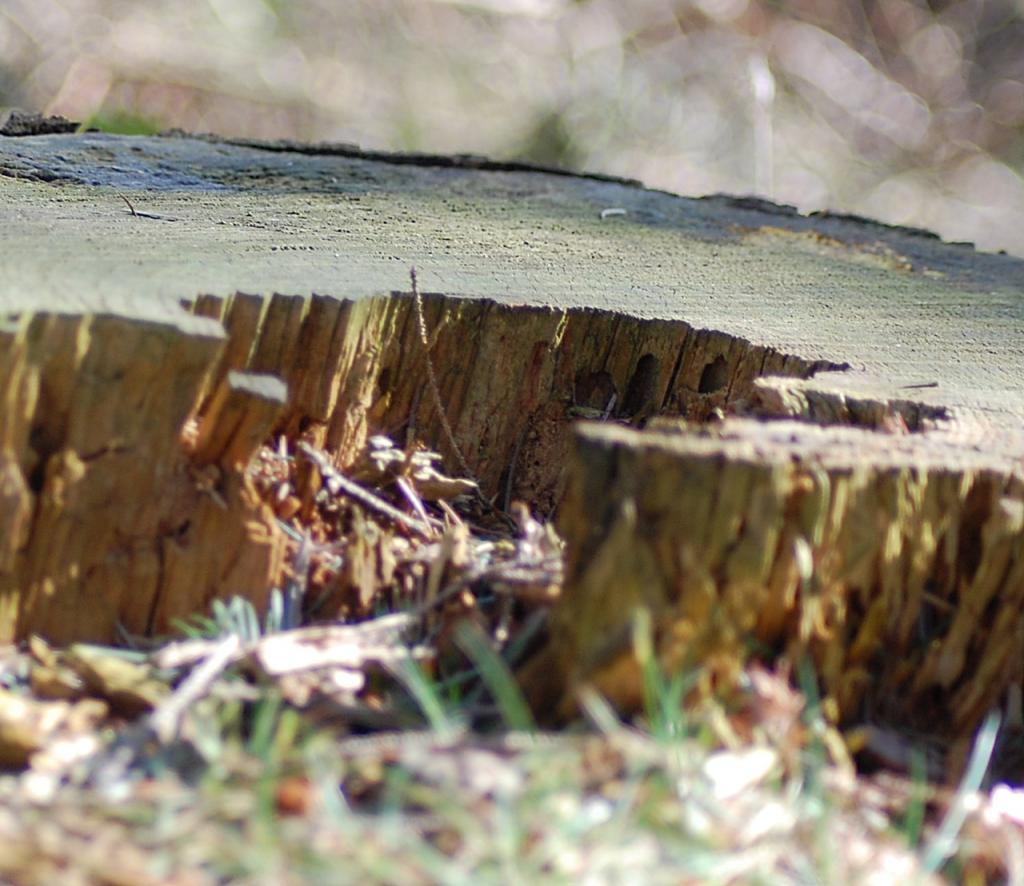 Waldbilder 013