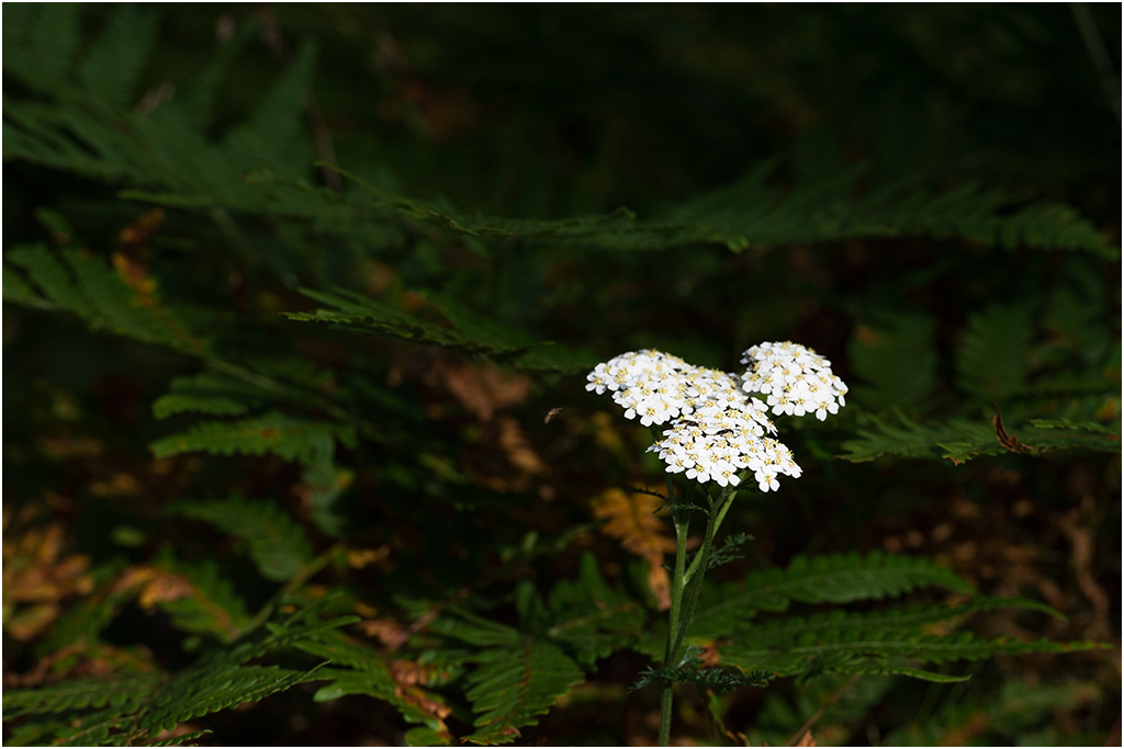 waldblume
