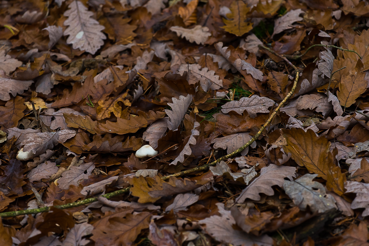 Waldboden 1 (1 von 1).JPG