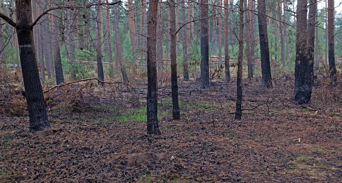 Waldbrand 1.jpg