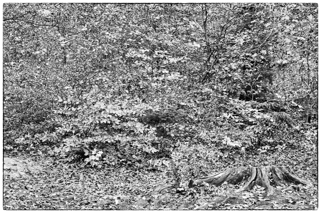 WaldDSC 0076