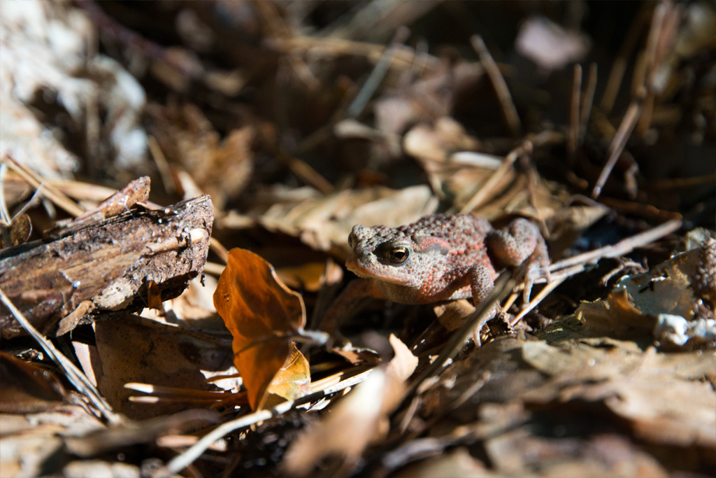 Waldfrosch