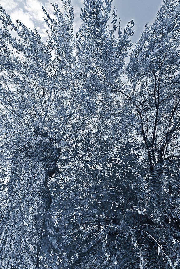 Waldhypnose