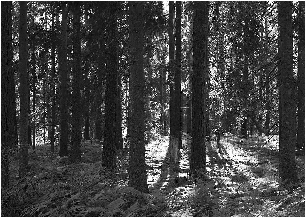 waldlicht sw
