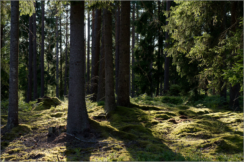 waldlicht