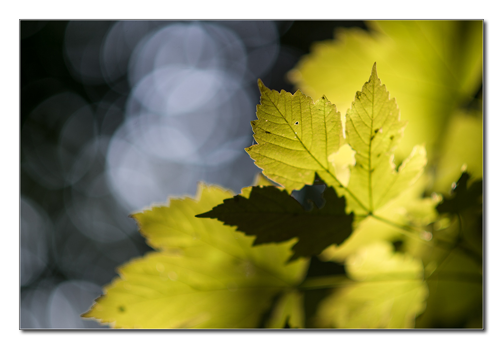 waldlicht