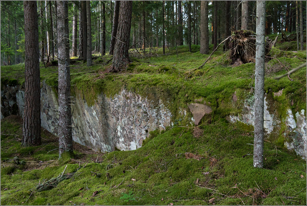 waldlicht2