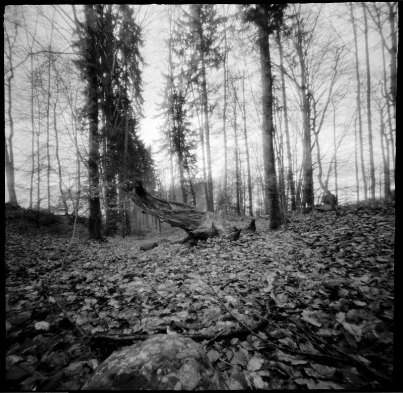 Waldlichtung2.tif.