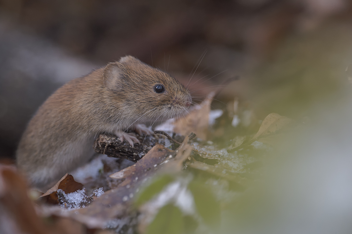 waldmaus 01