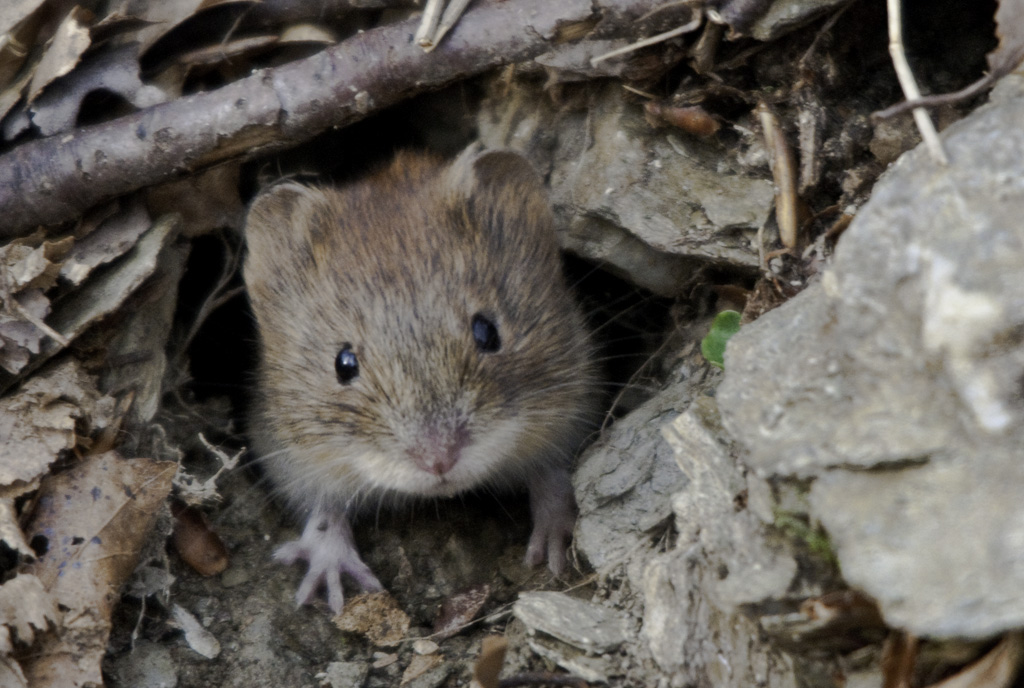 waldmaus