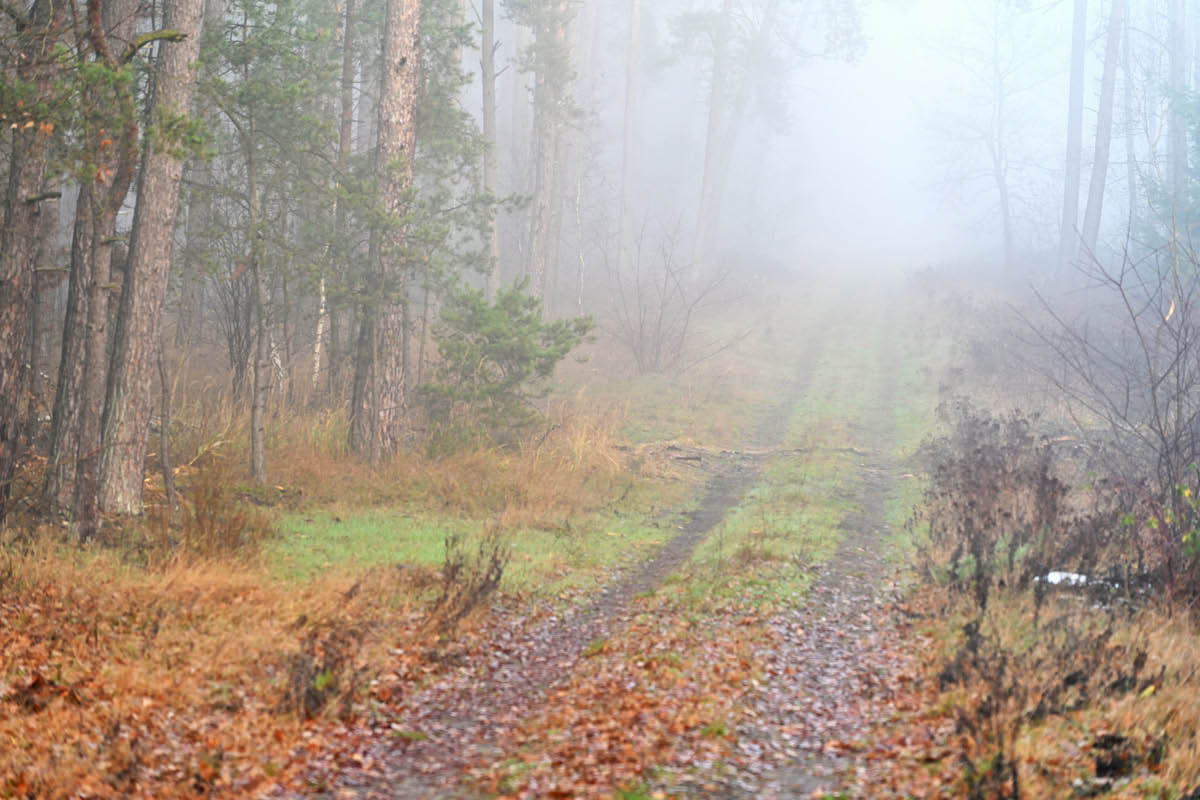 Waldnebel 1.jpg