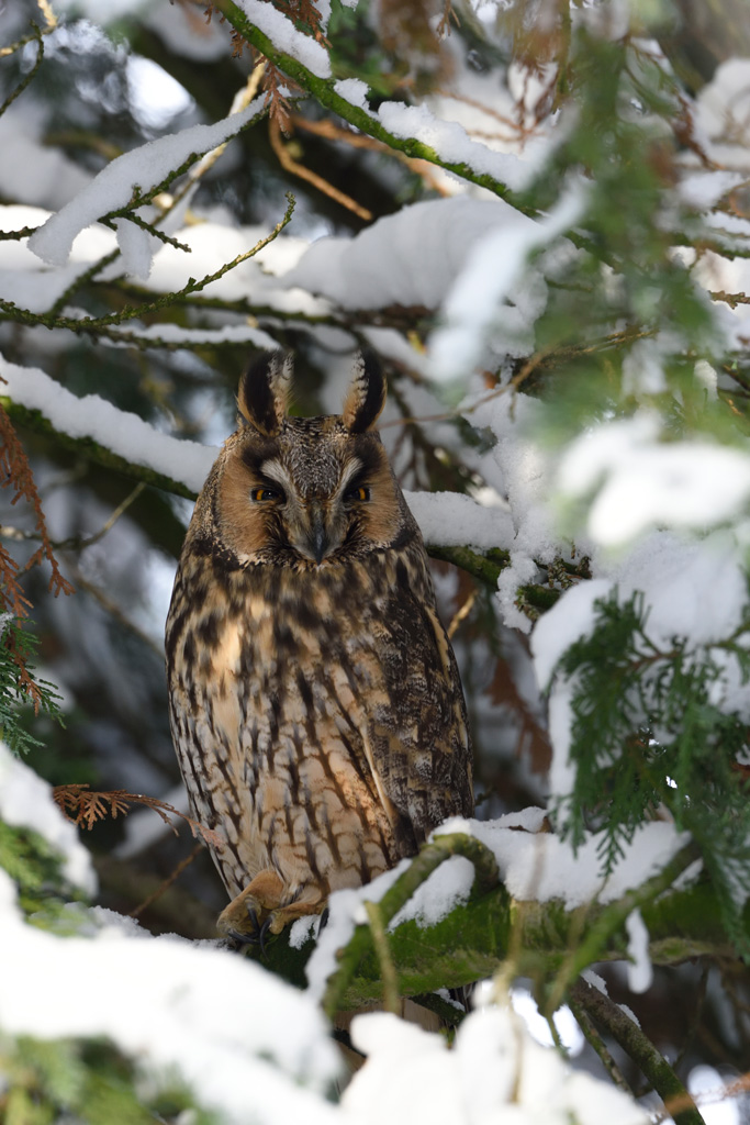 Waldohreule, D810, 400mm 2.8, tc2x III, ISO 1600