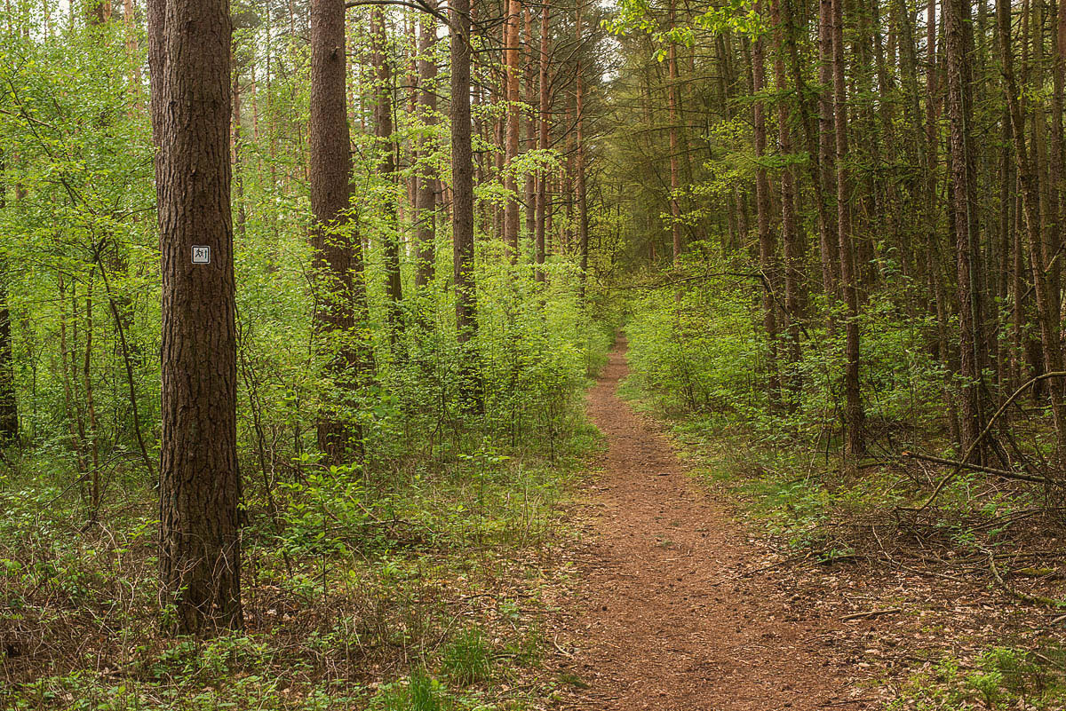 Waldpfad 2.jpg