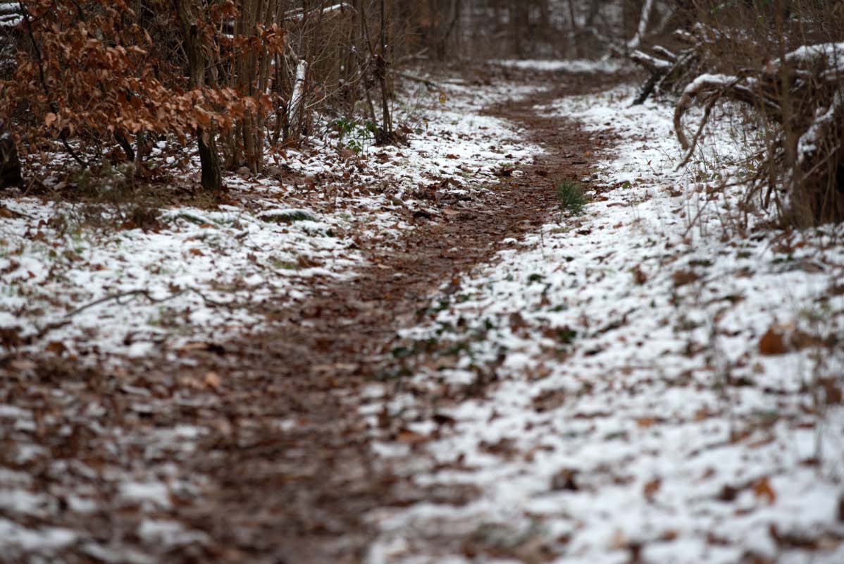 Waldpfad.jpg