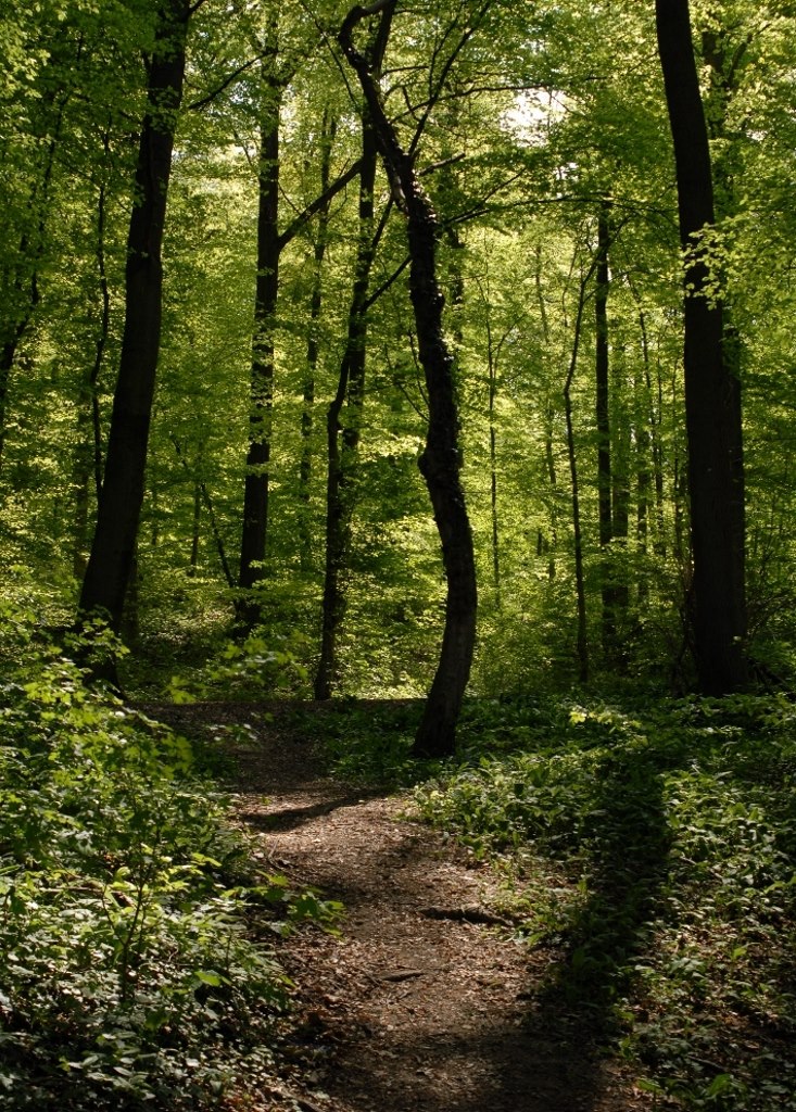 Waldpfad