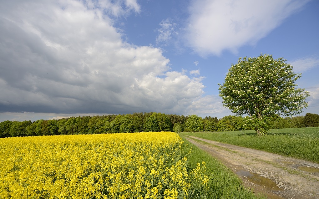 Waldrand04