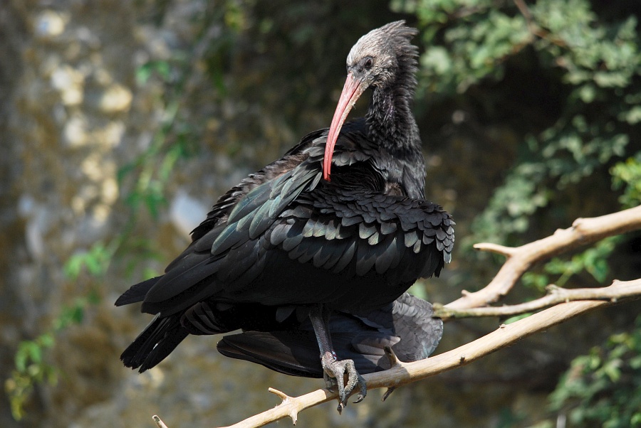 waldrapp DSC 4048