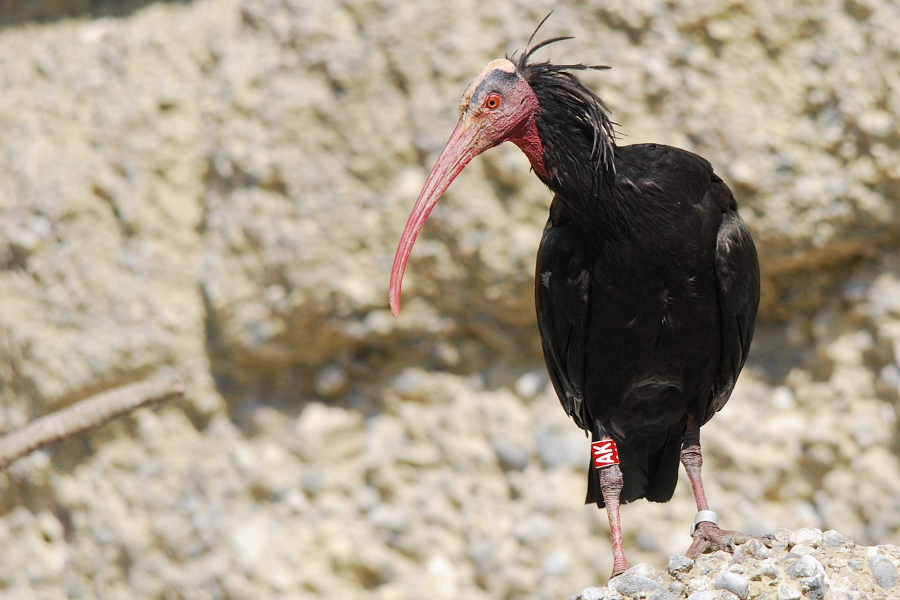Waldrapp DSC 4049