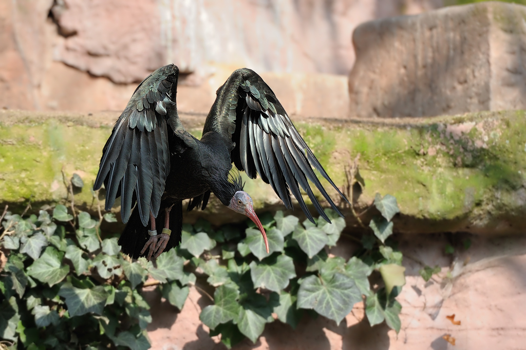 Waldrapp
Tiergarten Nürnberg