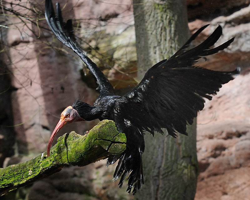 Waldrapp Tiergarten Nürnberg