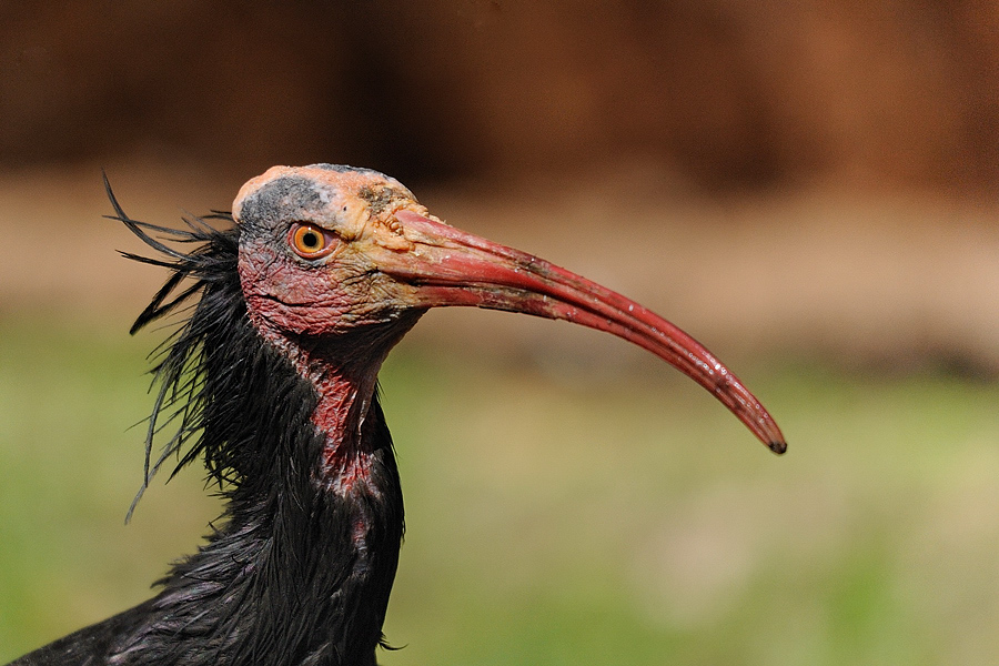 Waldrapp Tiergarten Nürnberg