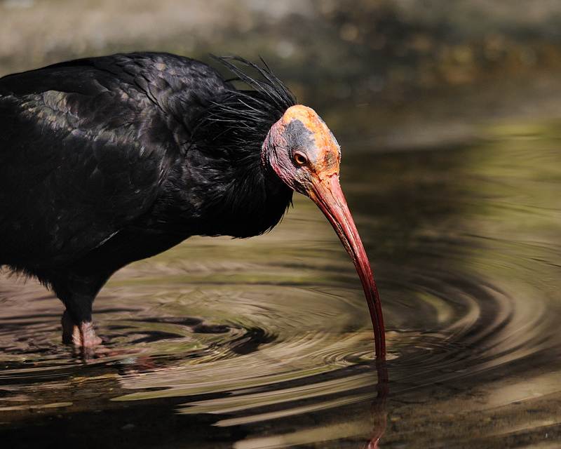 Waldrapp Tiergarten Nürnberg