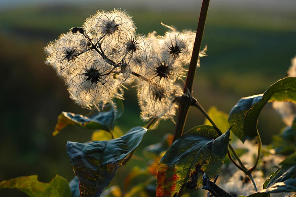 Waldrebe 1024x683