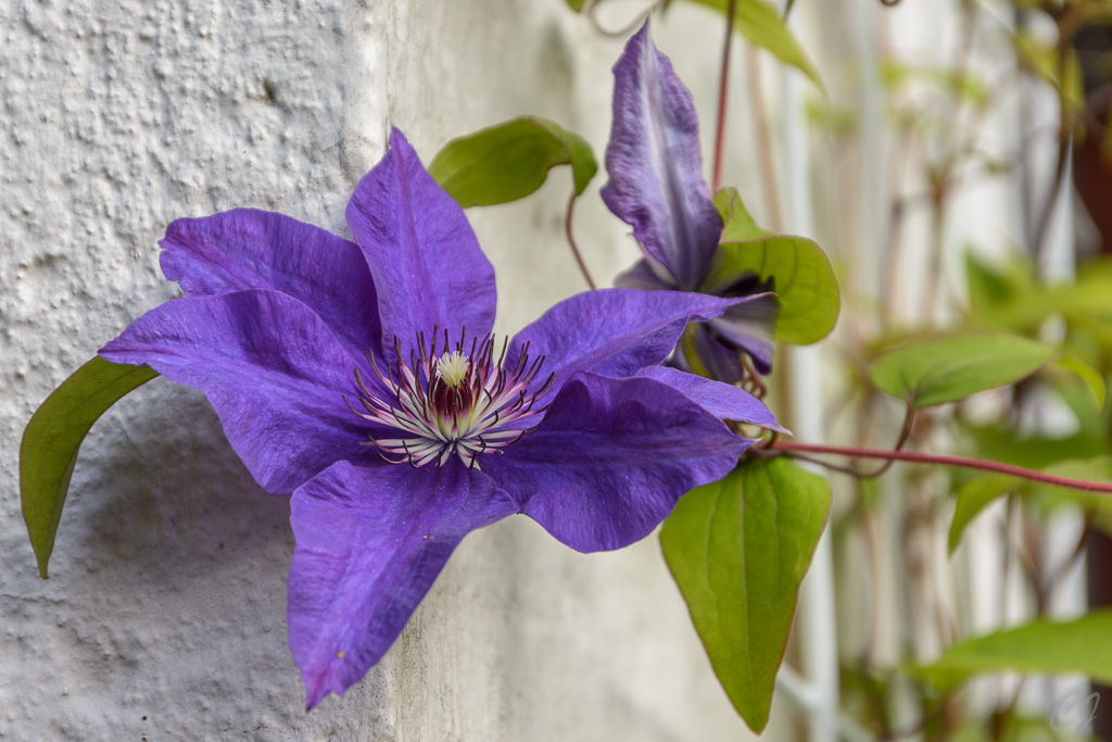 Waldrebe (Clematis)