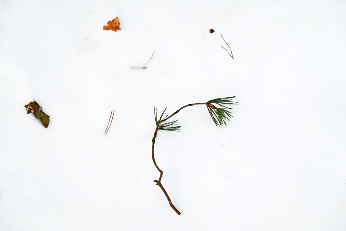 Waldschnee.jpg