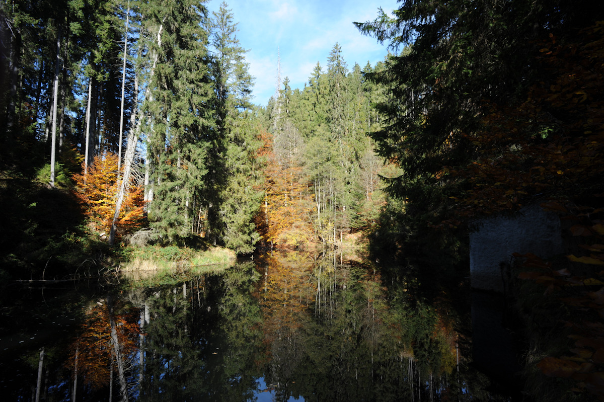 Waldsee im Schwarzwald