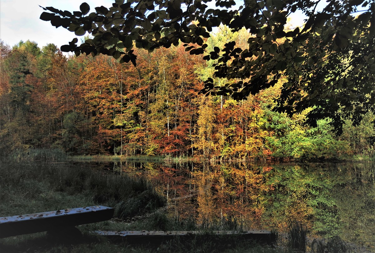 Waldsee UE.jpg