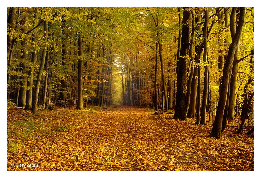 Waldspaziergang a29405991