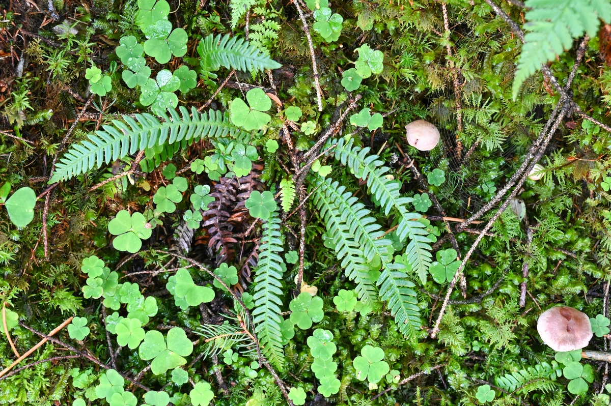 Waldstillleben-NFF.jpg