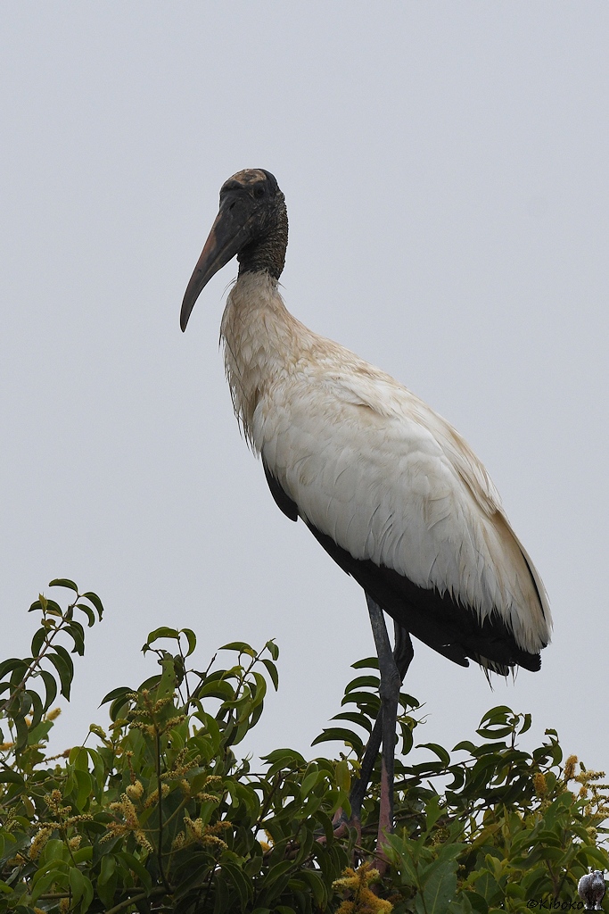 Waldstorch (wood-stork)

s1215 Transpantaneira Woodstork 8562 h