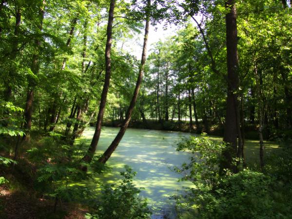 Waldteich bei Halbendorf