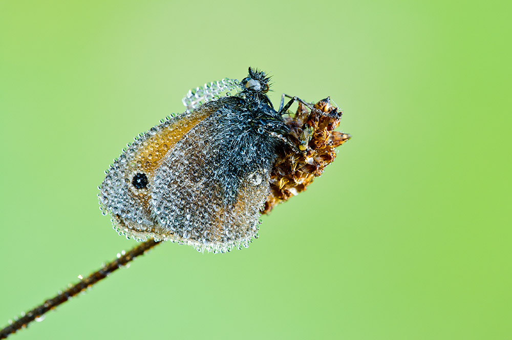Waldvogel