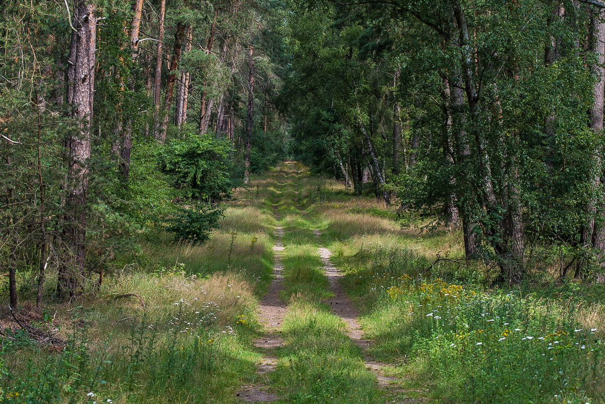 Waldweg (1 von 1).JPG