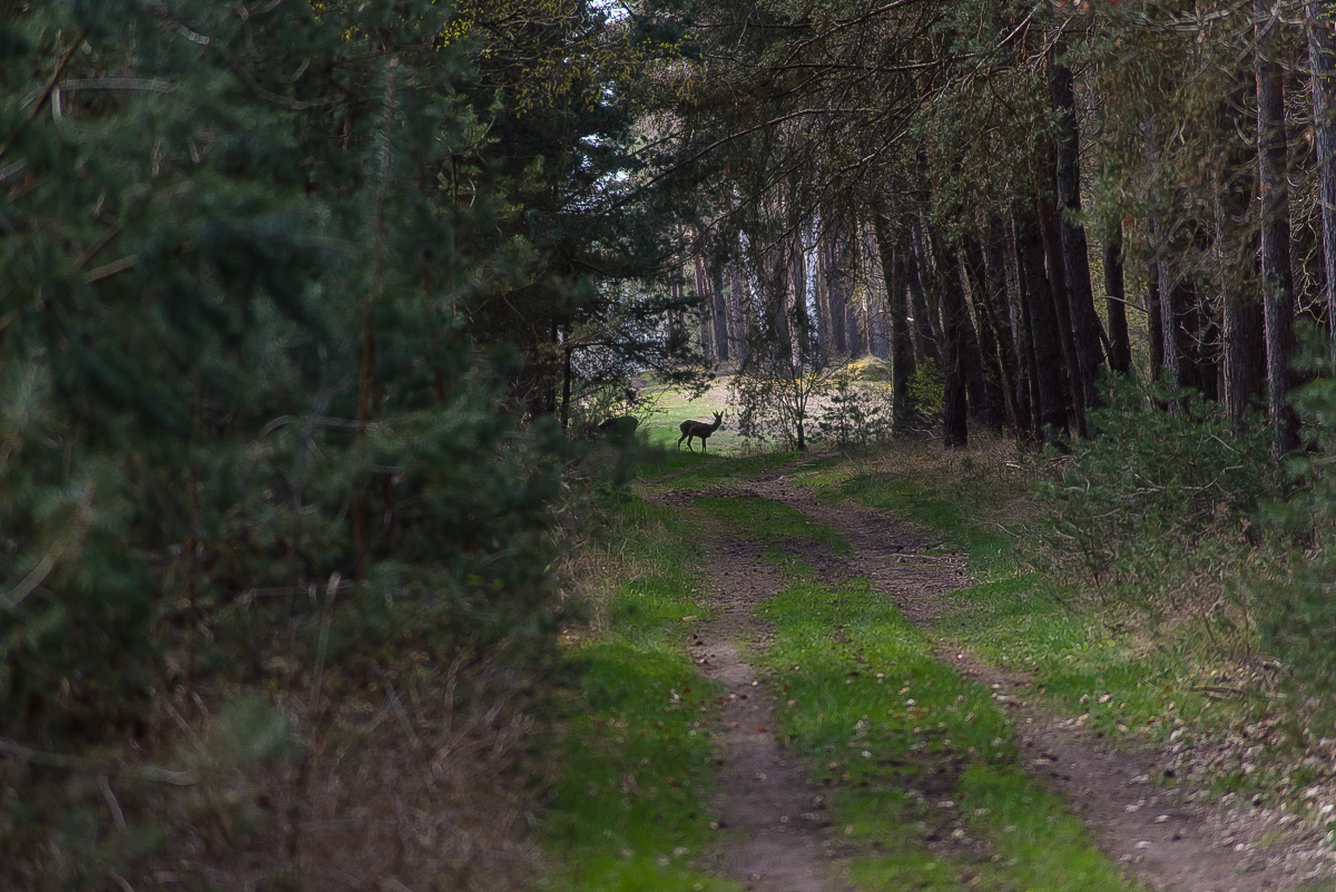Waldweg (1 von 1).JPG