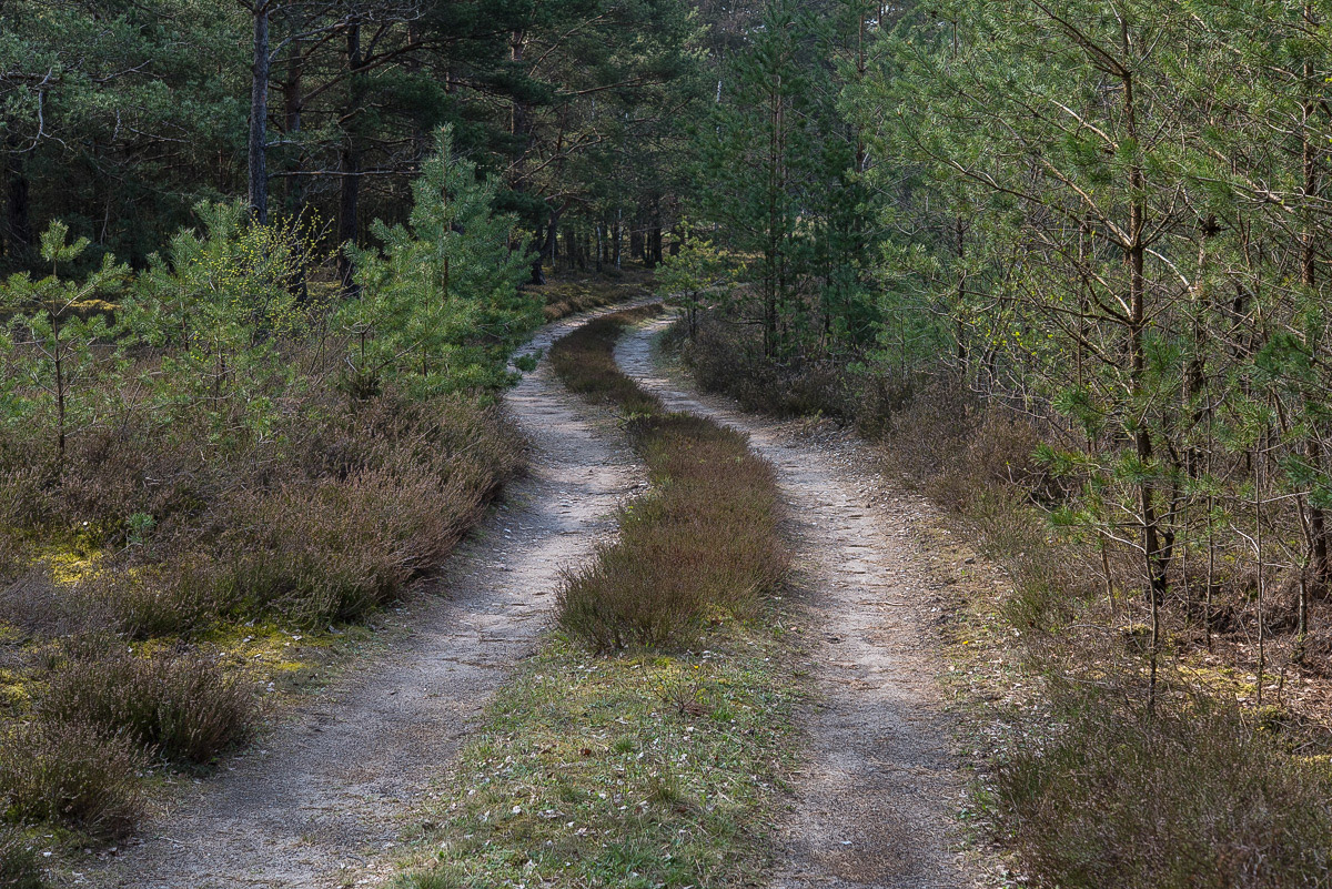 Waldweg (1 von 1).JPG