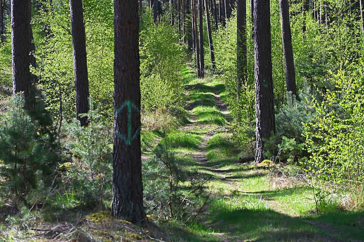 Waldweg im Frühling.jpg