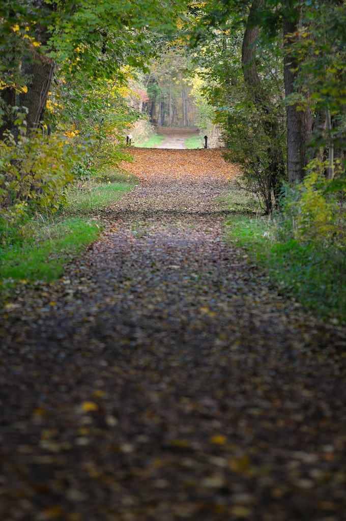 Waldweg im Herbst