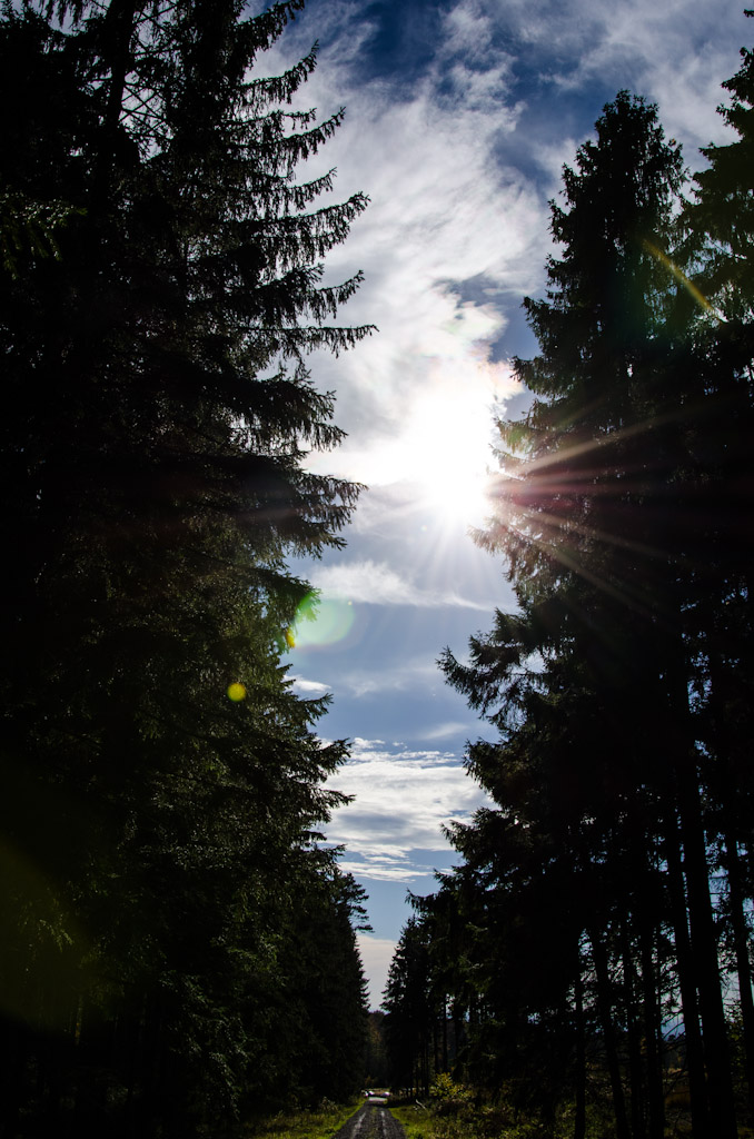 Waldweg in der Nähe von Detmold