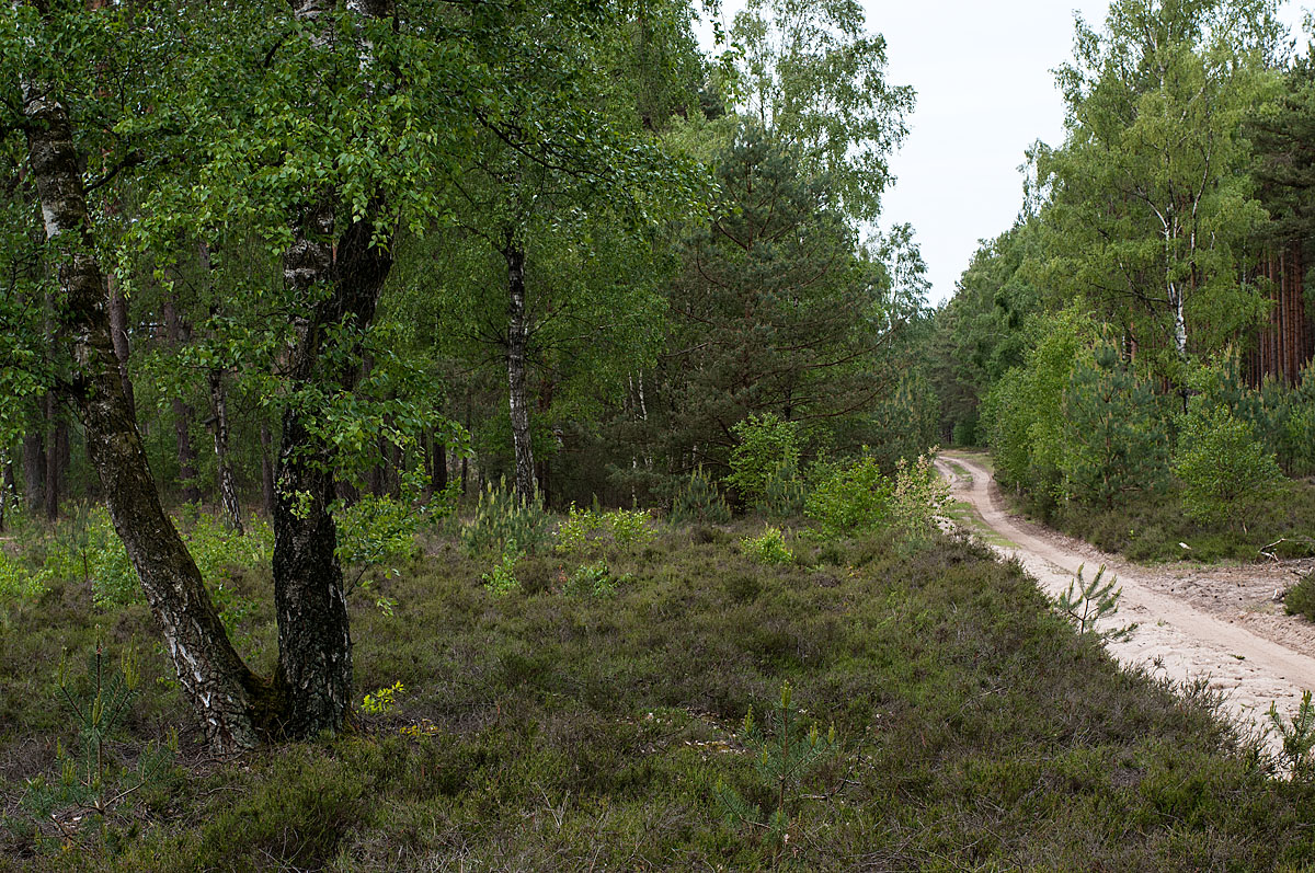 Waldweg.jpg