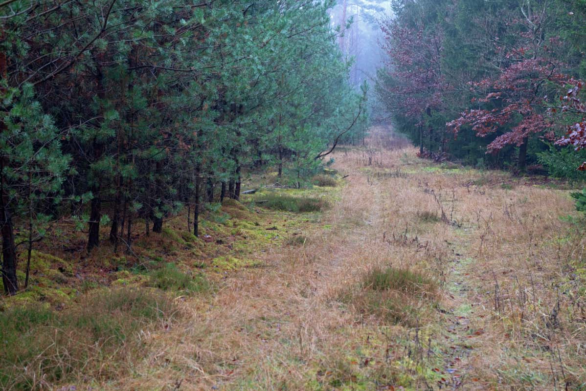 Waldweg.jpg