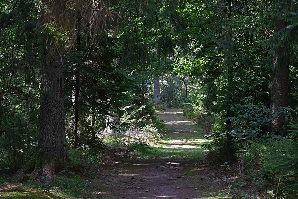 Waldweg.jpg