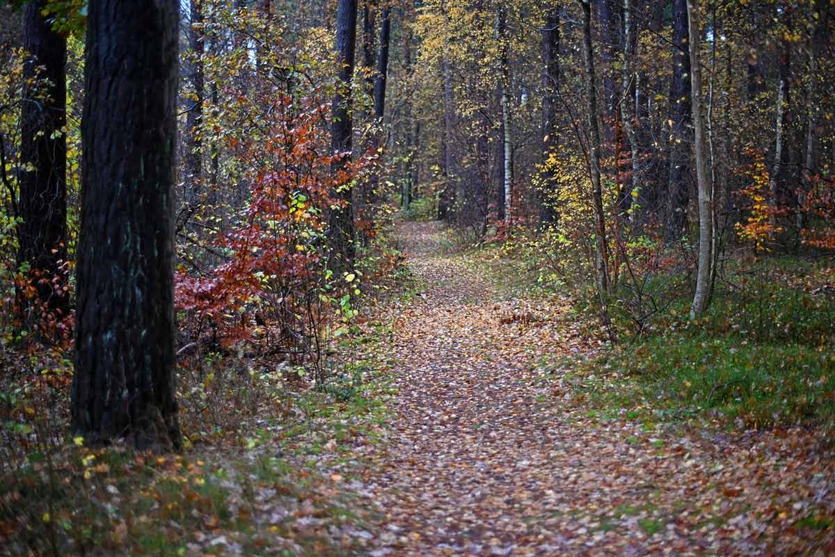 Waldweg.jpg