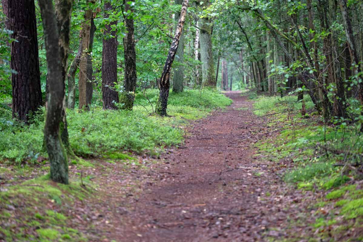 Waldweg vor der Haustür.jpg